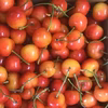 ●お得な逸品●ご家庭用さくらんぼ　オススメ品種をセレクトで朝採り発送‼