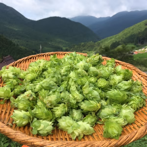 極早生　手摘みフレッシュホップ　カシミア