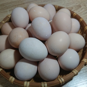 卵かけご飯に最高！平飼い 名古屋コーチン さくら玉 小玉【20個】】