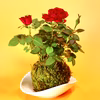 苔玉　ミニ薔薇(赤)