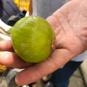 甘さ溢れる2種類のイチジク、ホワイトゼノア、ロードス