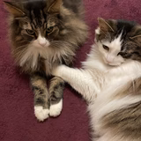 ルタロッカママ