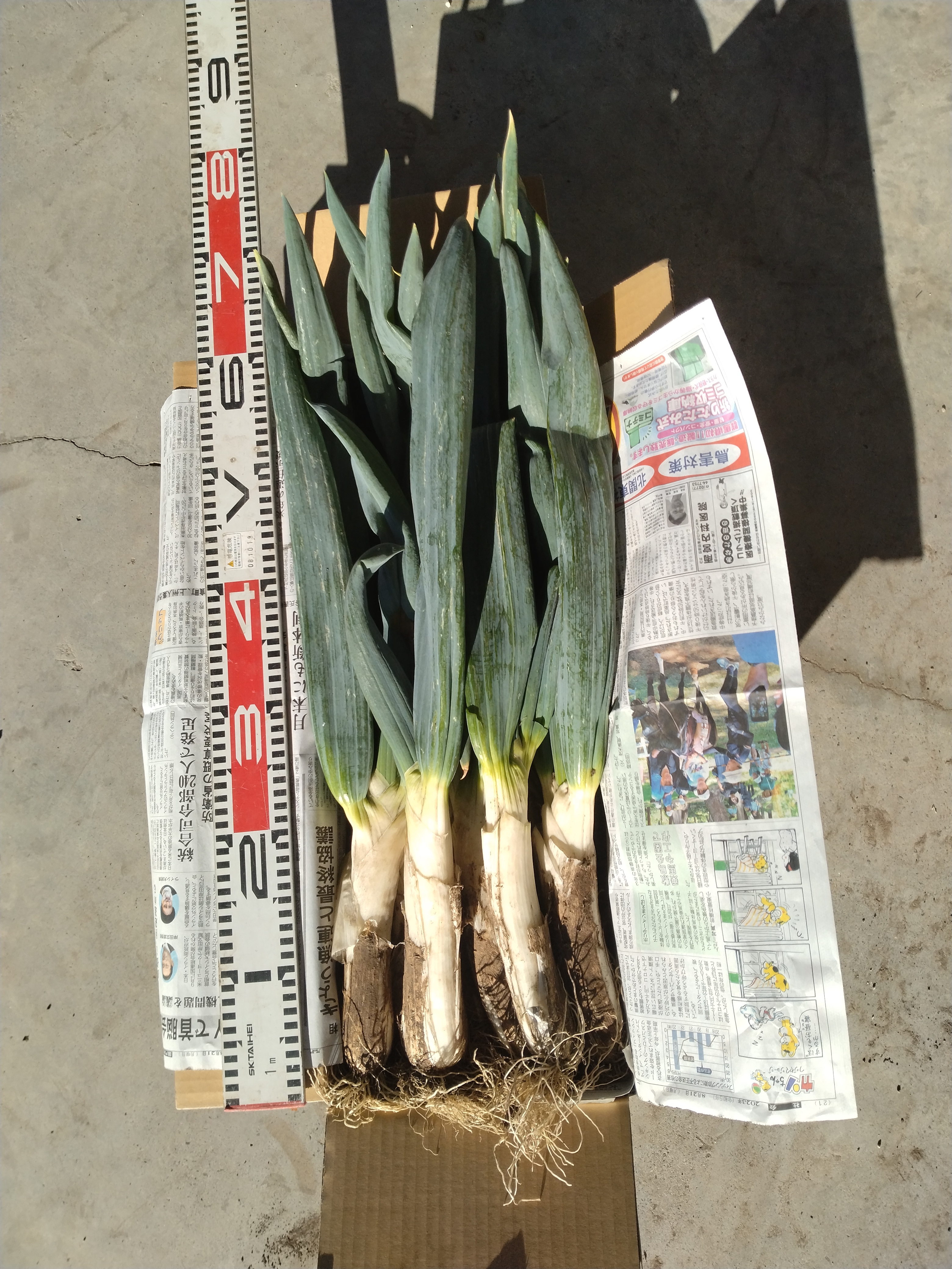 兵庫県産のお米（5kg）と季節のお野菜（約3kg）ジャム（3種）の詰め合わせ