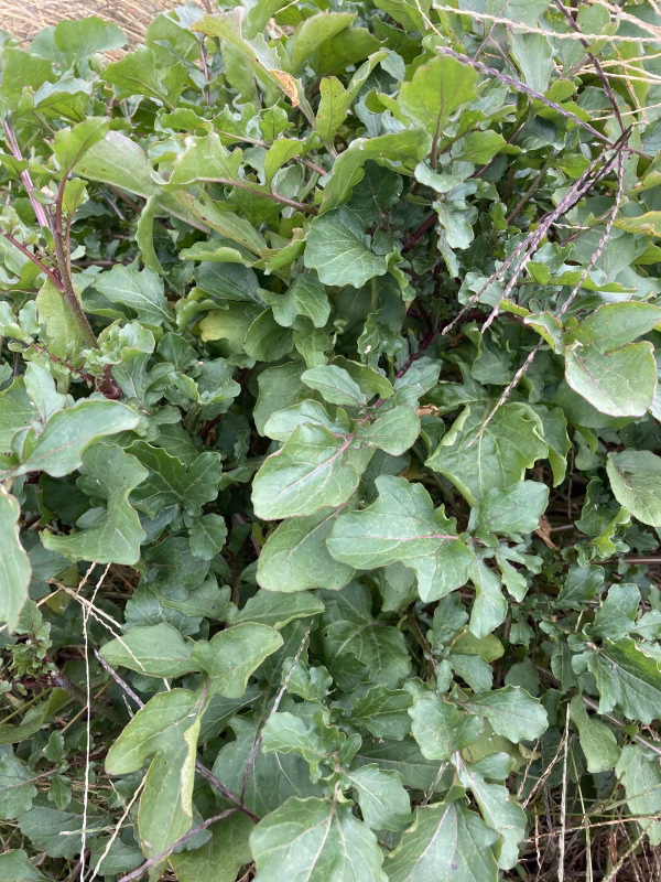 そこらへんの草セット