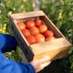 キッストマト　ばら箱詰め各種