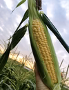 岡山県産　朝採れ　最高糖度19度越え　生で食べれるあまいあま〜いとうもろこし