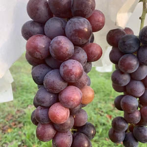 希少高級品種のシャインの子、マスカットノワールは濃厚な甘さと美味しさ！