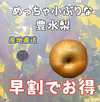 訳ありです　すぐ発送【本当に小さいサイズ】豊水梨　