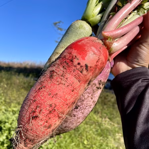 11/24or25【大崎で現地受取】ミニ大根のセット！(3種からお好きなものを)