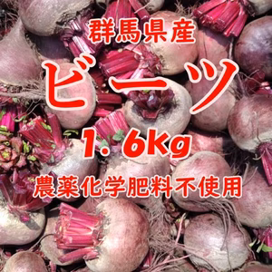 【群馬県産】ビーツ 1.6kg【農薬化学肥料不使用】
