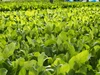 【JGAP認定農場】サラダほうれん草（5P）・ルッコラ（10P）のセット