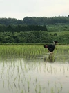 令和元年新米！[合鴨米]白米1kg 栽培期間中農薬不使用 熊本県産 ヒノヒカリ