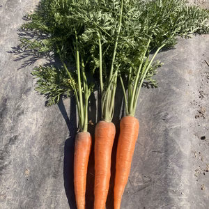 【有機JAS】11月限定　葉付き人参