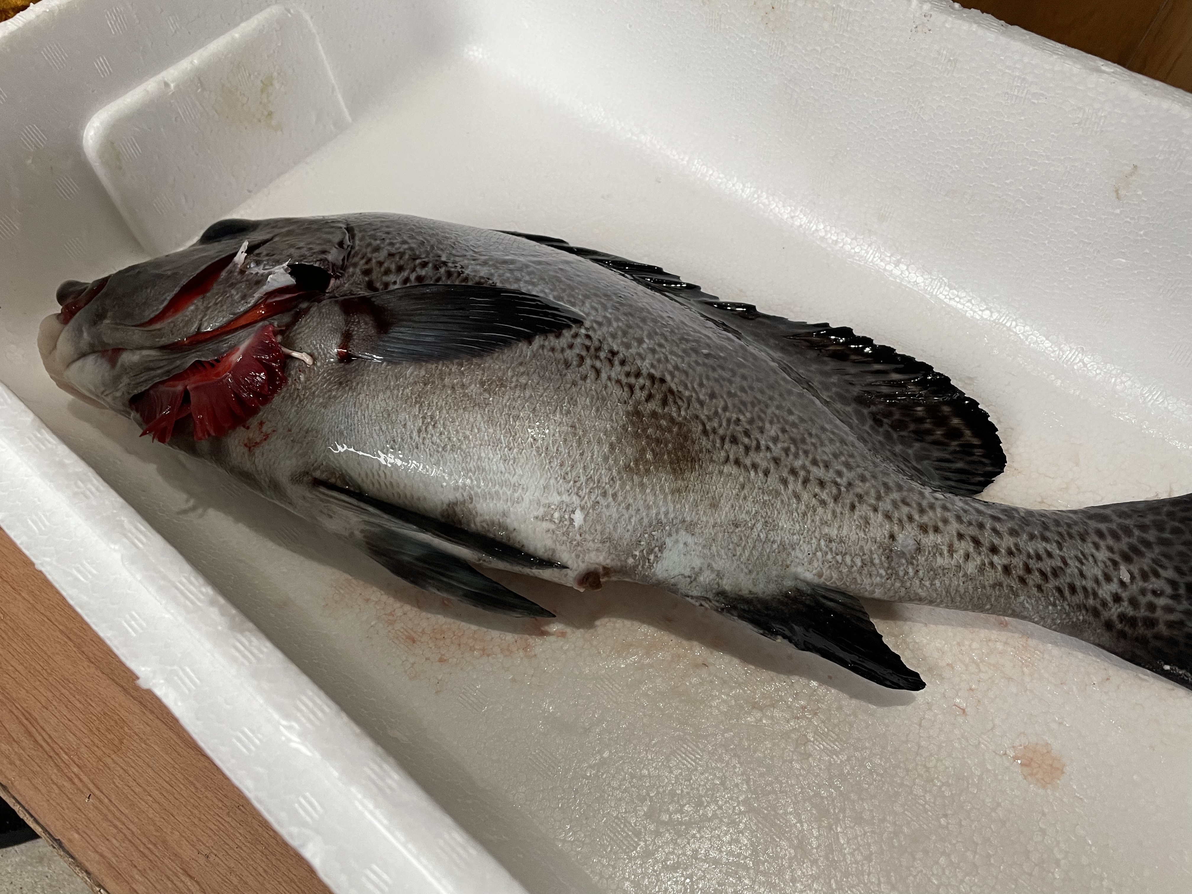 魚突き 捕獲動画あり アジアコショウダイ1 4kg 鱗 下処理済み 農家漁師から産地直送の通販 ポケットマルシェ