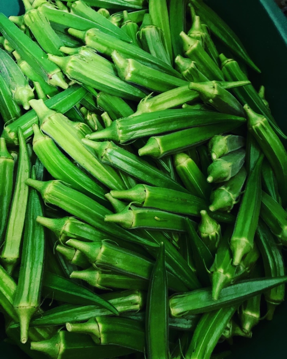 完売】新鮮オクラ約1キロ 野菜