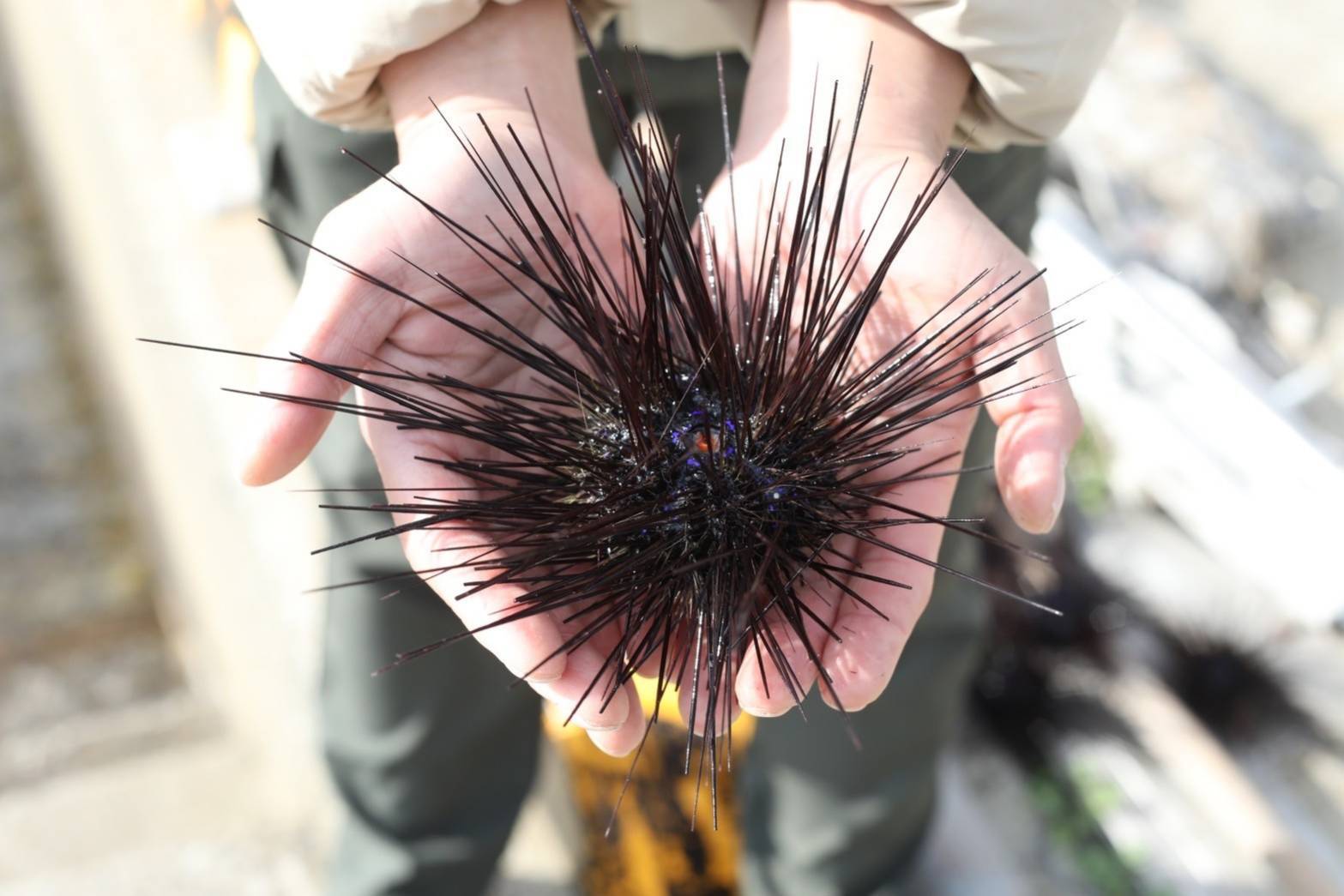 ガンガゼ塩ウニ｜ウニの商品詳細｜ポケットマルシェ｜産地直送で
