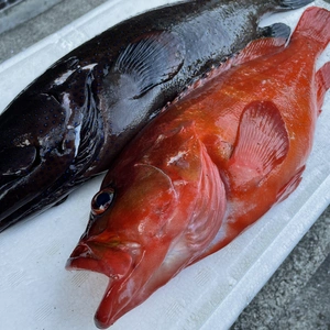 【魚突き】動画あり　アカハタ800g、アオノメハタ1.2kg鱗、内臓処理済