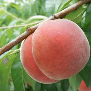 信州川中島平産　川中島白桃　 5入〜6入  約2kg