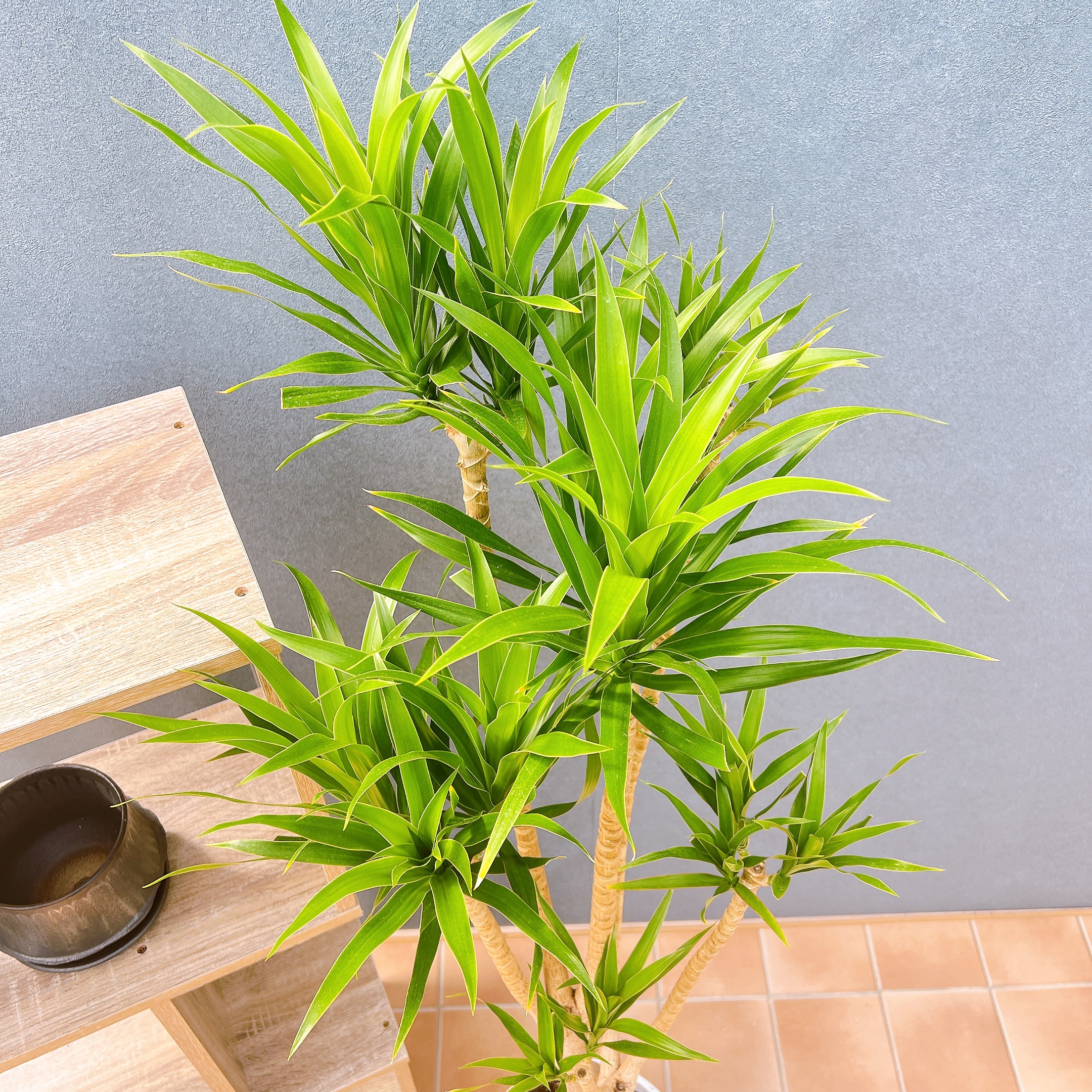 現品　ドラセナ　ナビー　観葉植物　インテリアグリーン　ドライガーデン　室内　希少 現品 ドラセナ ナビー 観葉植物 インテリアグリーン ドライ