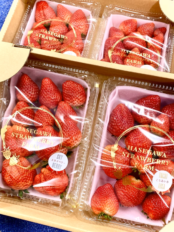 訳あり　バラ詰め「スカイベリー」「とちあいか」「やよいひめ」4パック