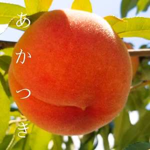 山形の豊かな自然で、園主が愛情を注ぎ込んだ桃『あかつき』