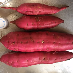 海水育ち 農薬・化学肥料・動物性堆肥不使用 紅あずま