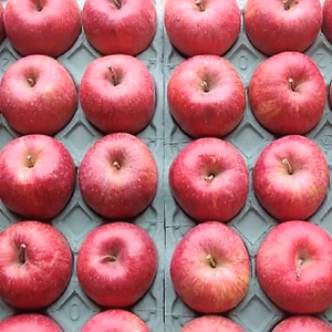かぐや姫印　完熟サンふじりんごMサイズ10ｋｇ