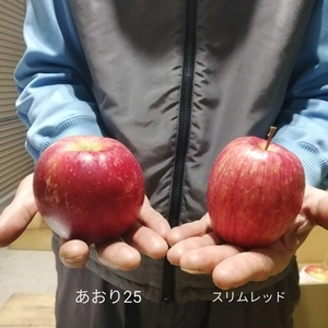 スリムレッドとあおり25。手のひらサイズのかわいいりんご２種セット。家庭用