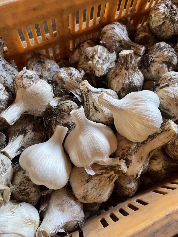 【9/24-25大崎駅マルシェ現地受け取り】田子町産にんにく【訳あり土付き】