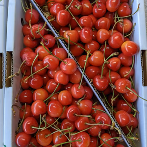 さくらんぼ紅秀峰1kg