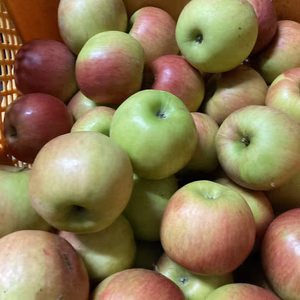 すぐ発送！加工用　超訳あり紅玉　10キロバラ詰め