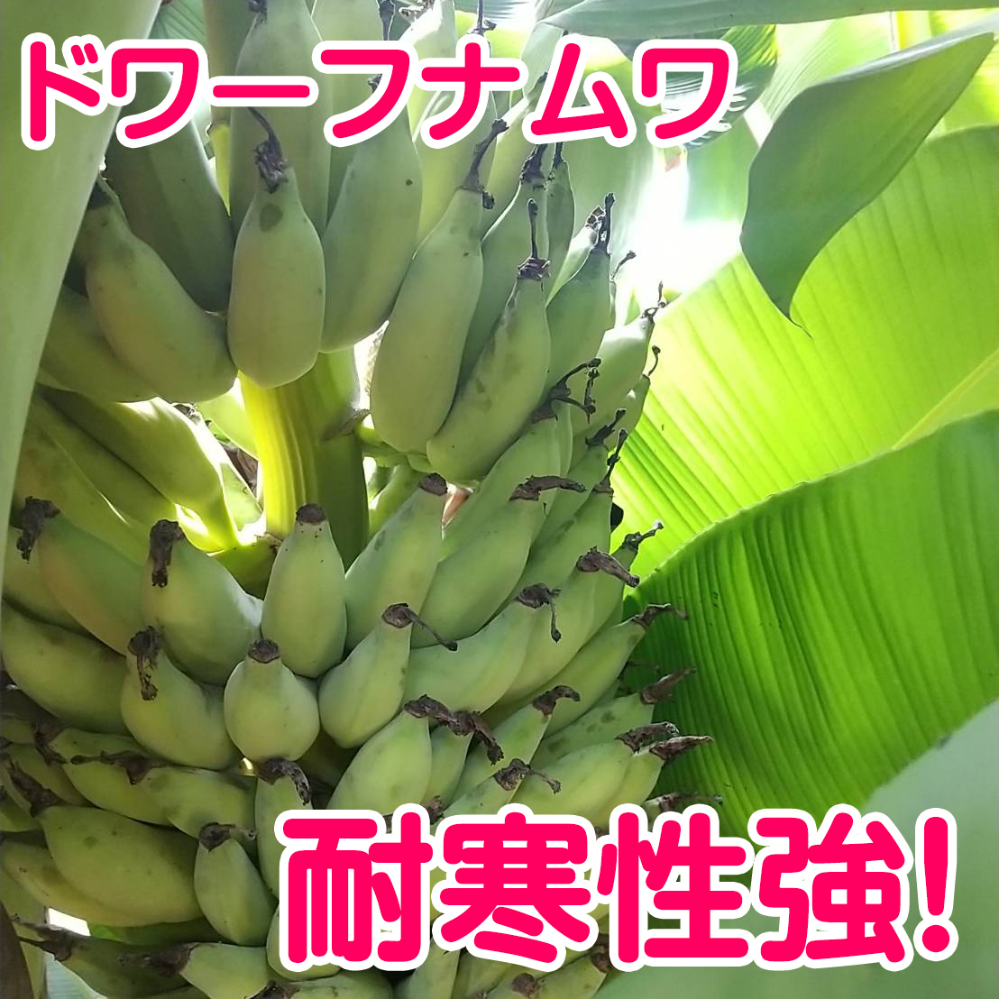 ドワーフナムワ バナナ苗 (耐寒性バナナ) ｜花・観葉植物の商品詳細