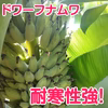 ドワーフナムワ バナナ苗 (耐寒性バナナ) 