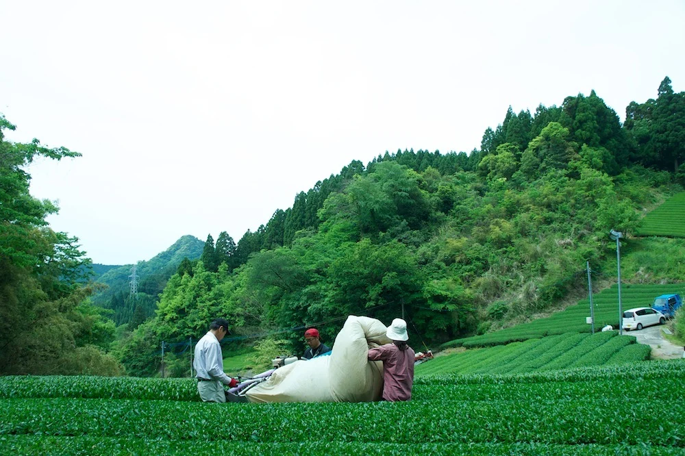 【お徳用！】３種セット/急須用ティーバッグ/煎茶・ほうじ茶・抹茶入り玄米茶