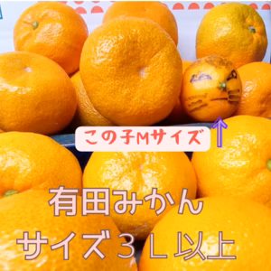 有田みかん　みかん　10キロ箱　訳あり　３Ｌ以上 商品説明欄の閲覧お願い致します