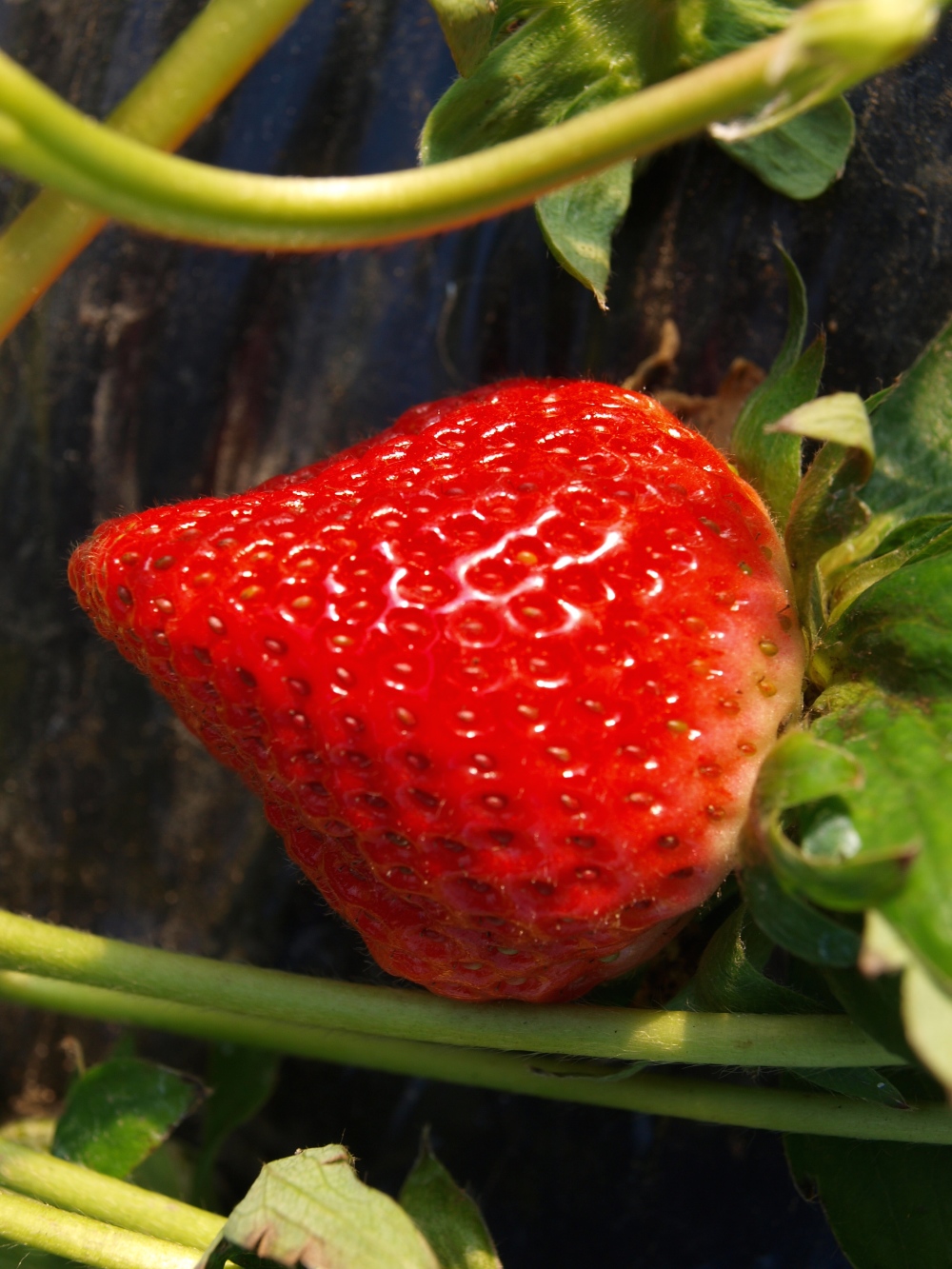 今が旬 自宅の湧水で育てたイチゴ 熊紅 ゆうべに 農家漁師から産地直送の通販 ポケットマルシェ