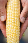 スイートコーン