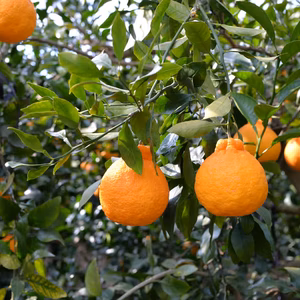 【訳あり家庭用】4キロしらぬい『みかんの本場有田から』甘みと酸味が絶妙な不知火