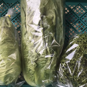 激推し！サラダ野菜セット (ハンサム、ロメイン、みさき)