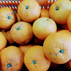 【防腐剤・農薬等不使用】程よい酸味とコクのある甘さの甘夏5キロ