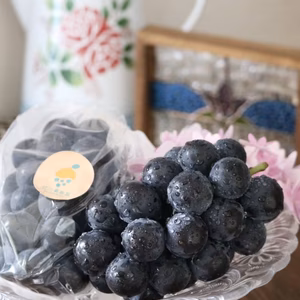 【夏ギフト】7月のぶどう屋さん！朝採れ種無し巨峰４房（1.5Kg相当）