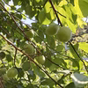 青梅・白加賀　３L以上サイズ（特大／梅干し・梅酒など）　約２kg～