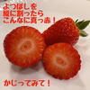 予約販売開始！「よつぼし」いちご。200ｇ×4パック