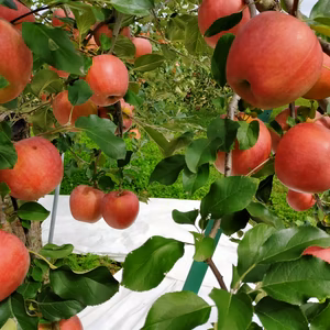 超小玉！！　シナノスイートご自宅用