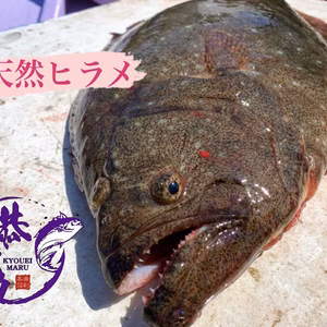 秋田県産‼️活締め　天然ヒラメBOX‼️　鮮魚［2025リミテッド］
