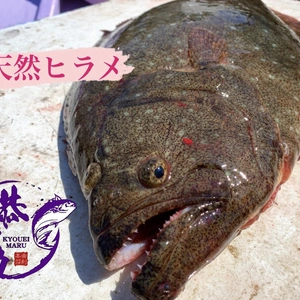 秋田県産‼️活締め　天然ヒラメBOX‼️　鮮魚［2024リミテッド］