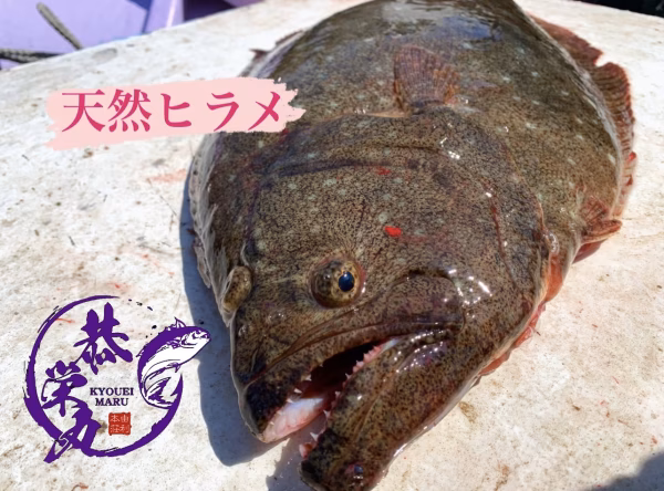 秋田県産‼️活締め　天然ヒラメBOX‼️　鮮魚［2025リミテッド］