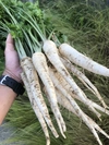根パセリ / parsley root