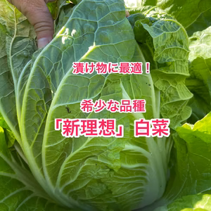 【美味しい白菜】新理想白菜。鍋や漬物に。