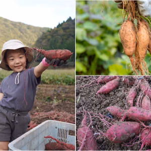 【お子様が食べやすいサイズ】紅はるかと安納芋（２Ｓ~Ｓ）セット
